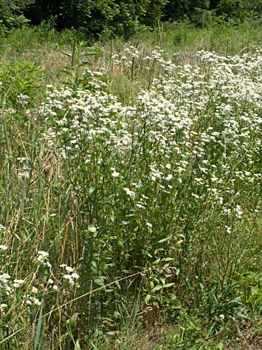 the tall leafy plants